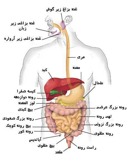گوارش